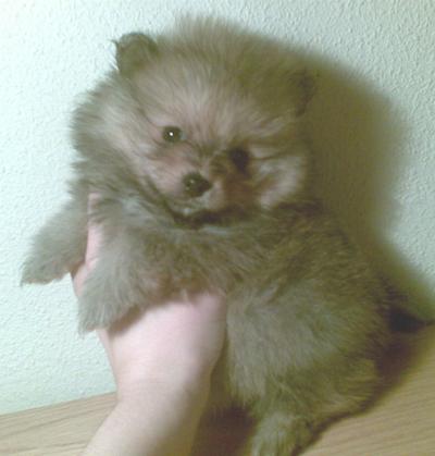 PRECIOSO MACHITO POMERANIA DE COLOR NARANJA 350E