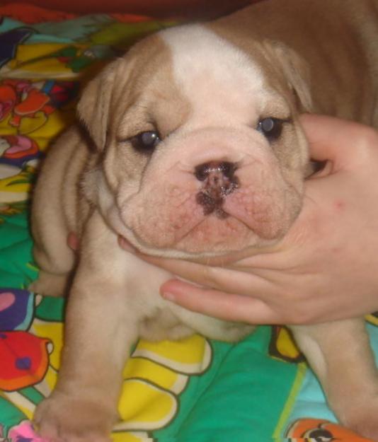 preciosos bulldog ingles