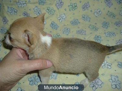 chihuahuas tamaño mediano estan criados con nosotros mando fotos le gustaran