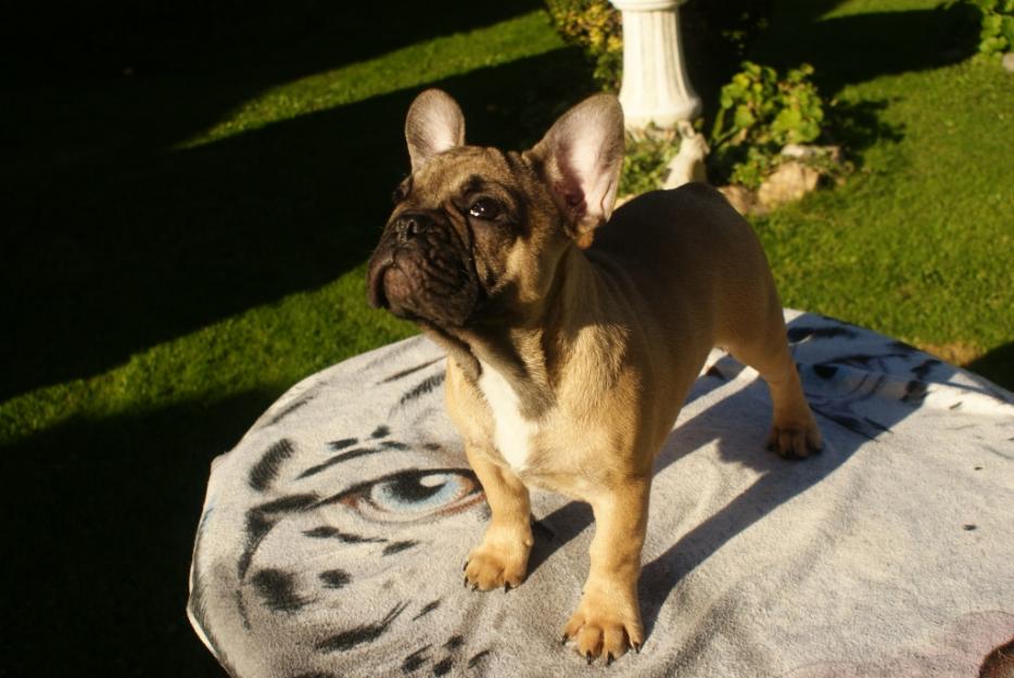 Excelentes cachorros de bulldog francés