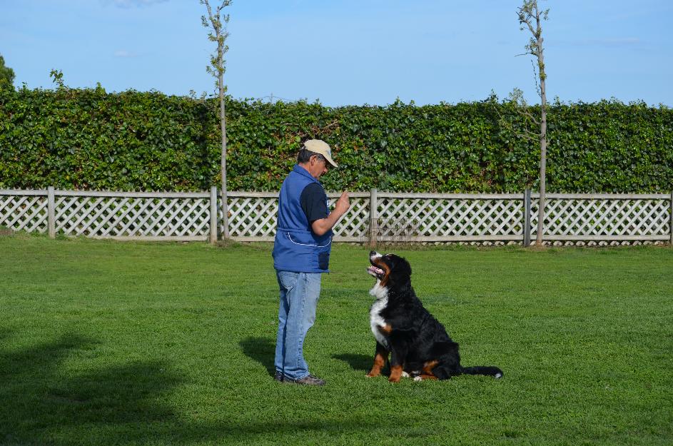 Adiestramiento canino(todas las razas)