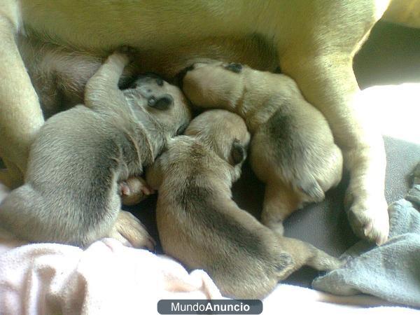 BULLDOG FRANCES EN COLOR FAUM EJEMPLARES DE CALIDAD -SOMOS CENTRO CANINO.