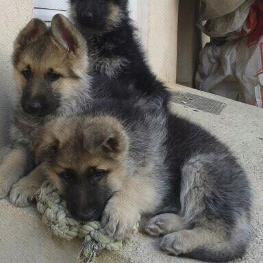 Cachorros de pastor aleman de pelo largo