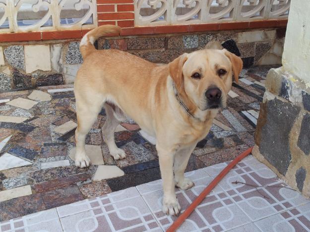 Cachorros labrador retriever