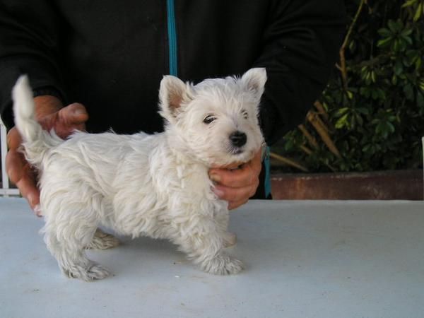 cachorros westys terrier preciosos