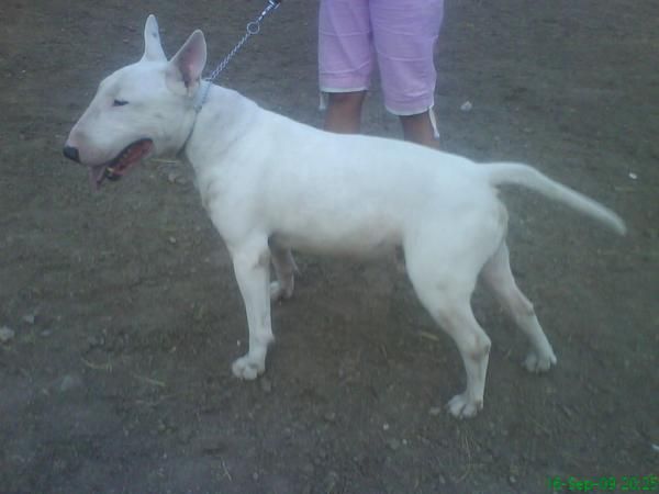 macho bullterrier para montas