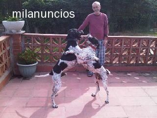 PAREJA DE POINTERS EN ADOPCION