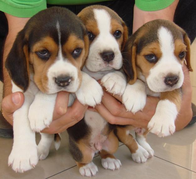 PRECIOSOS cachorros beagle