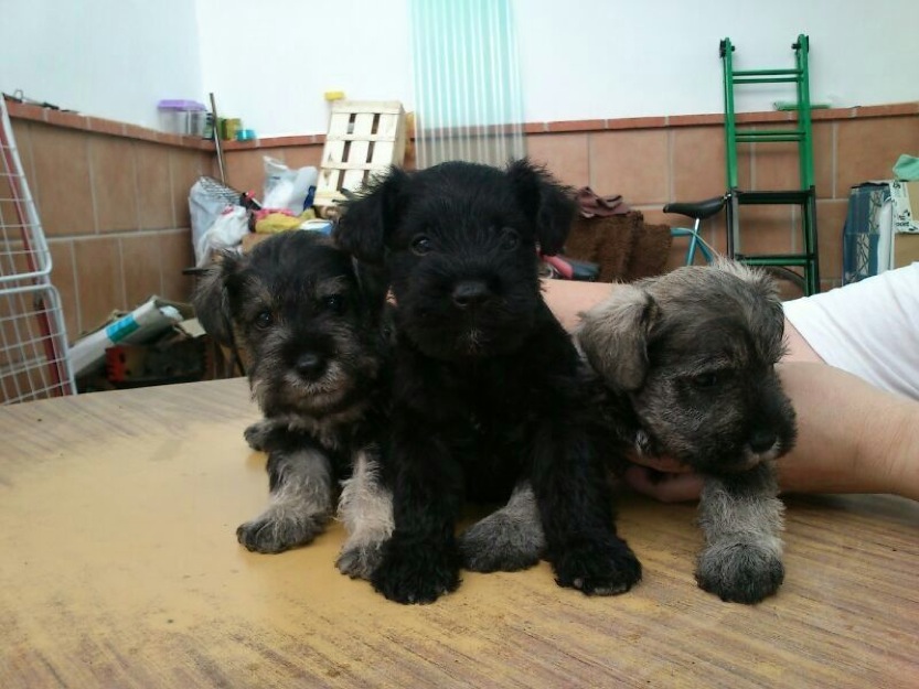 Schnauzer, preciosa camada LOE