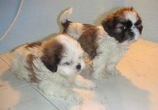 SHIH  TZU   405 c/u