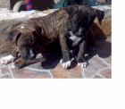 Vendo dos cachorros Pitbull - mejor precio | unprecio.es