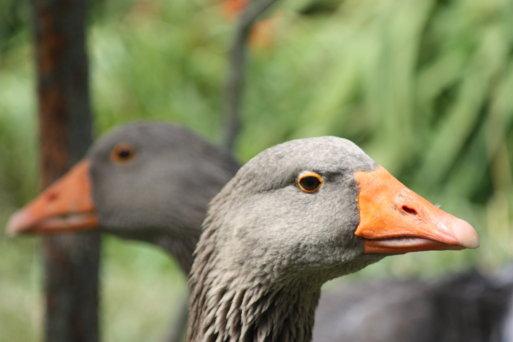 VENDO OCAS PARA MASCOTA Y FUTURA CRÍA. ANIMALES CON IMPRINTING