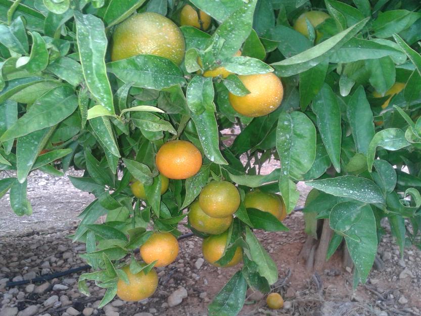 Venta de naranjas y mandarinas