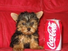 YORKSHIRE TERRIER ENANO MACHOS 250 HEMBRAS 350E - mejor precio | unprecio.es