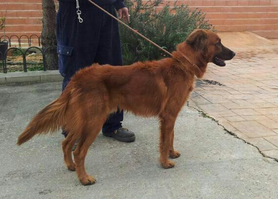 Chicote, perro en adopción