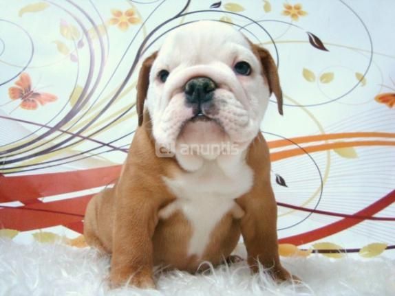 Bulldog Ingles ejemplares de calidad