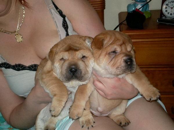 CACHORROS DE SHAR-PEI