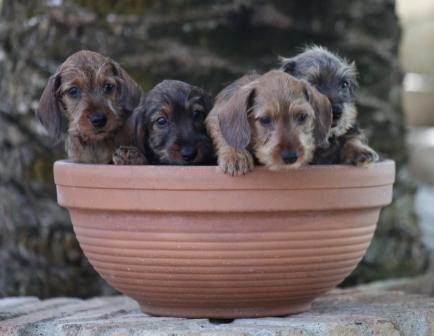 cachorros de Teckel Kaninchen de pelo duro