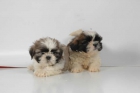 Camada Shih-tzu, increíbles ¡bonitos! - mejor precio | unprecio.es