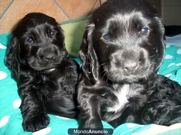 COCKER PRECIOSOS CACHORROS 200E