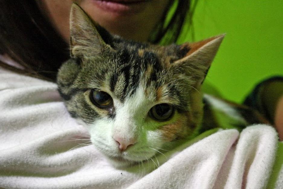 Flor, gatita atigrada de 3 meses, una superviviente