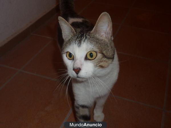 GATITO BLANCO Y ATIGRADO EN ADOPCIÓN!