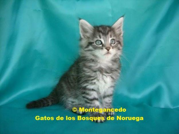 Gatitos bosque de noruega - garantia y pedigree