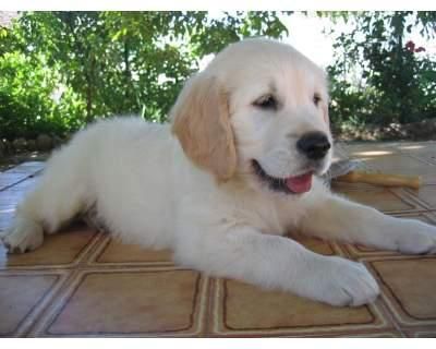 Golden retriever de Yoem: cachorros de exc calidad