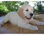 Golden retriever de Yoem: cachorros de exc calidad - mejor precio | unprecio.es