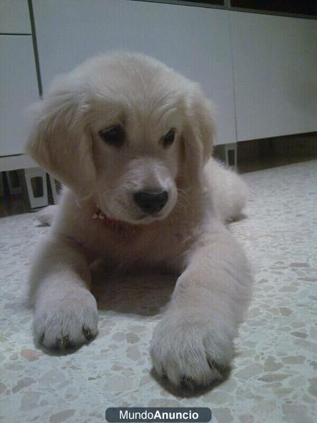 GOLDEN RETRIEVER MACHO PARA MONTA