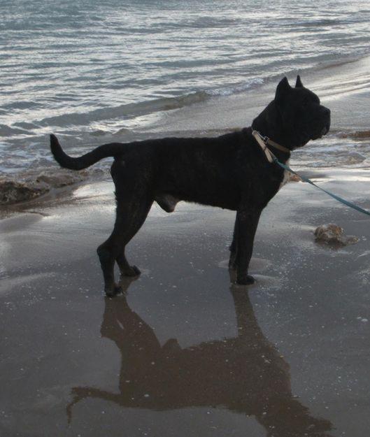 Presa Canario Adulto