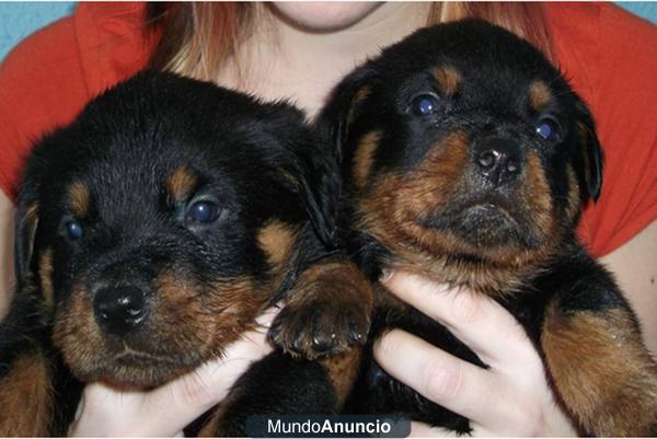 SE VENDEN CACHORROS DE ROTTWEILER