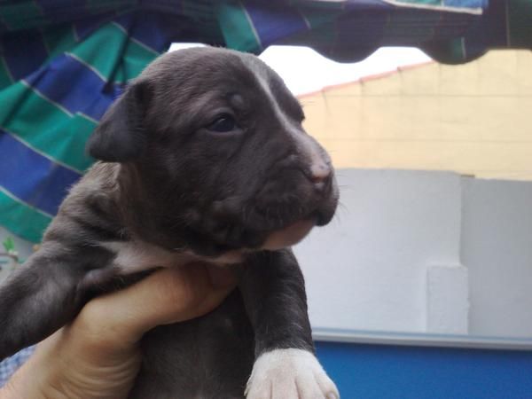 VENDO CACHORROS AMERICAN STAFFORDSHIRE