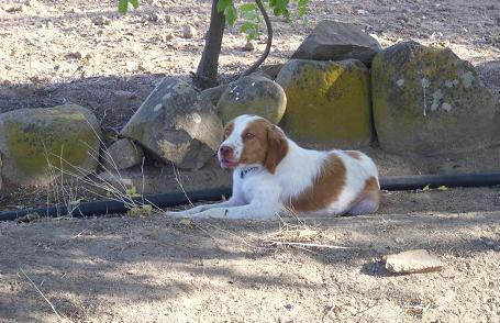 CACHORROS DE BRETON ESPAÑOL MUY BUENOS EN CAZA Y CON PEDIGRÍ.