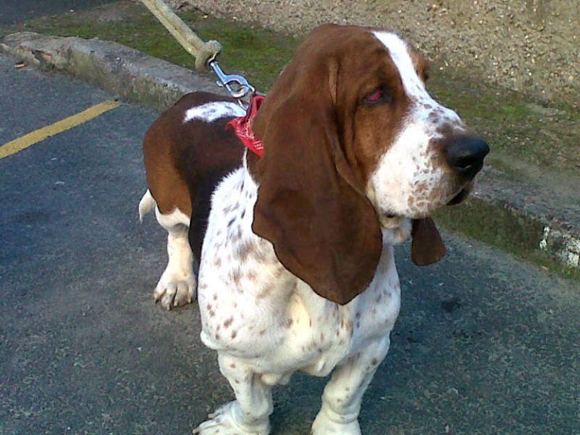 cachorros basset-hound