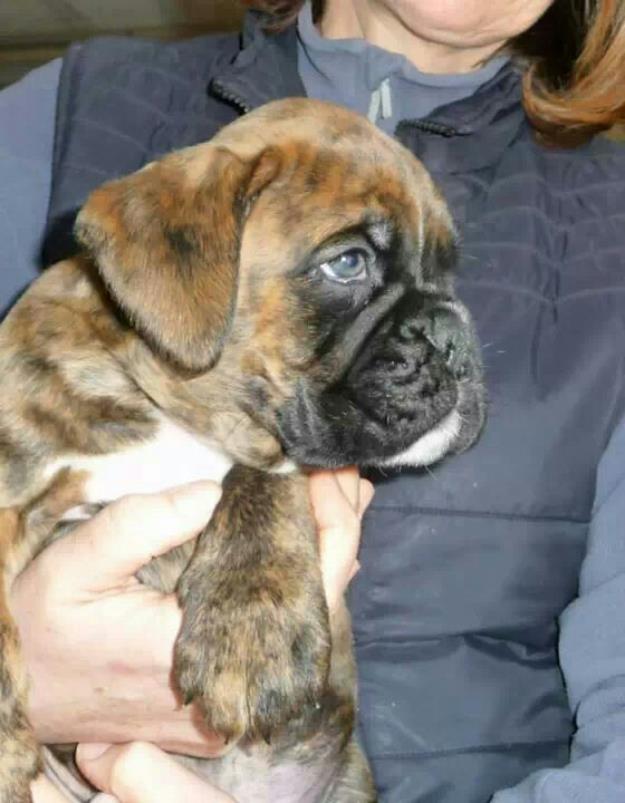 Cachorros de boxer,pedigree!!!!!