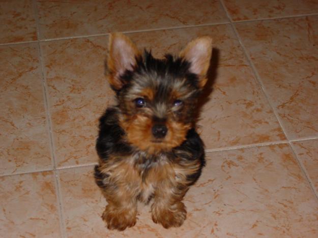 CACHORROS YORKSHIRE