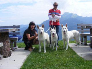 Pastor Blanco Suizo cachorros disponible, nacido 31-03-2013