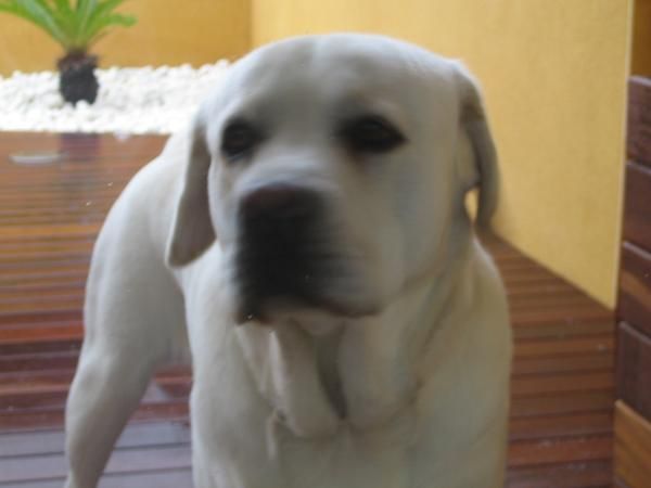 regalo labrador con pedigree de 3años