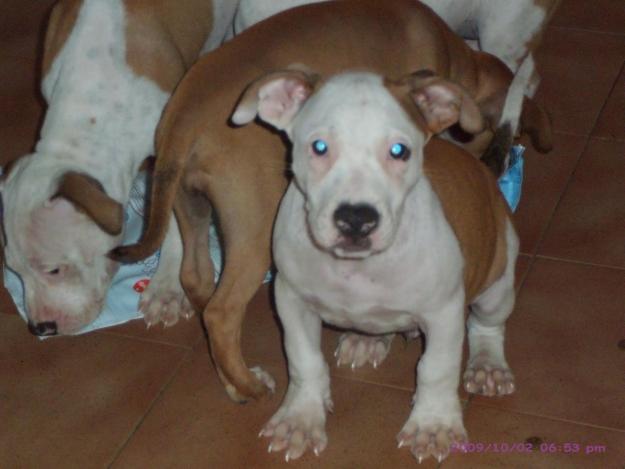 Ultimo cachorro american staffordshire terrier