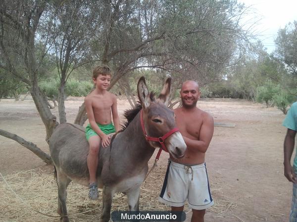 VENDO UN BURRO¡¡¡¡¡ MUY BUENO Y DOCIL 685998047¡¡¡