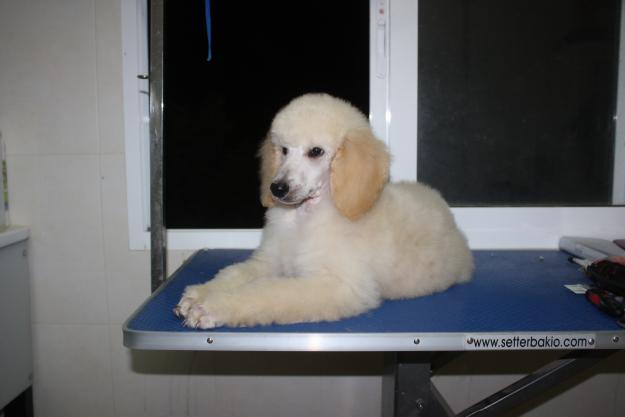 Caniche Gigante para Exposición