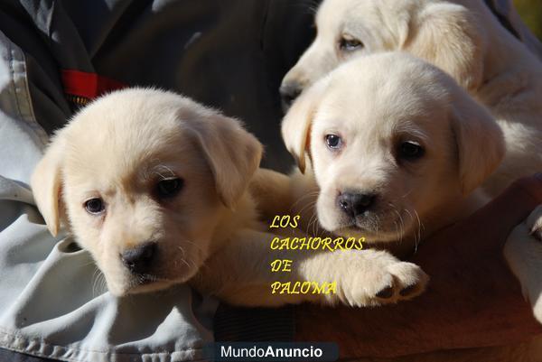 CACHORROS DE LABRADOR BLANCOS Y NEGROS CON PEDIGREE LOE 360 EUROS!! 627 05 42 28