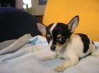 HERMOSA CAMADA DE CHIHUAHUAS HEMBRA Y MACHO DISPONIBLES PARA LA VENTA