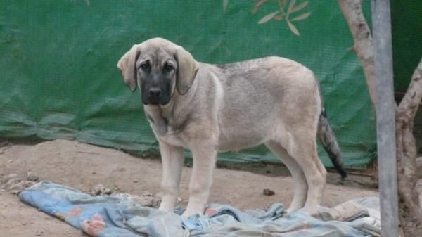 mastin español cachorra