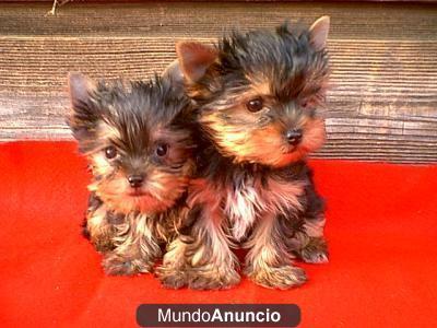 MINI YORKSHIRE TERRIER YORKIE CON PEDIGREE dos cachorros yorkie edad: 11 semanas peso: 1.7 libras pura raza