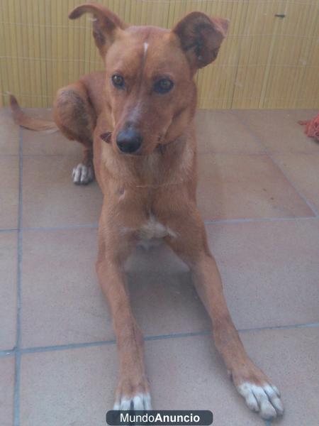 PERRITO cachorro MUY BUENO EN ADOPCION URGENTE