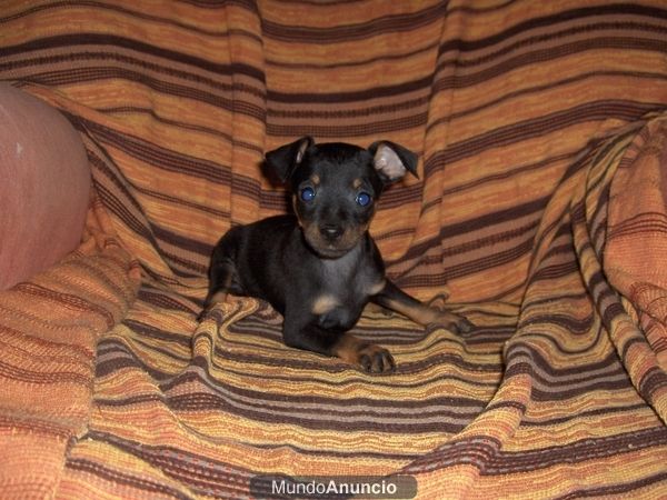 pinscher miniatura 300 E.