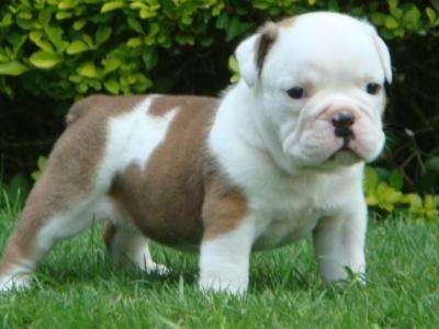 preciosa perrita de bulldog ingles