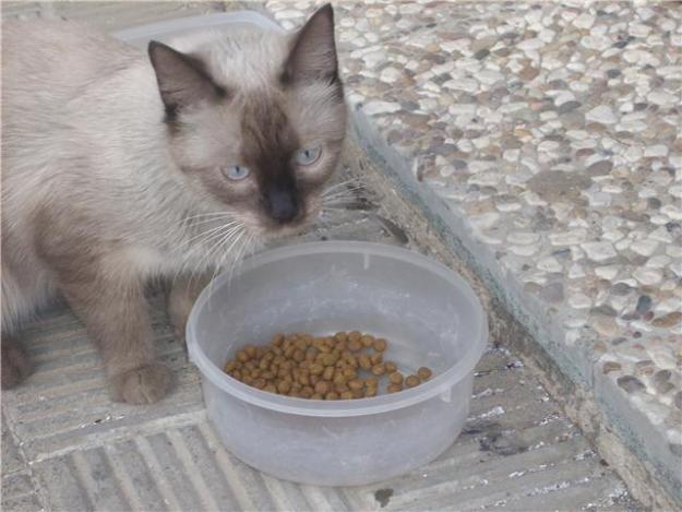 presiosa ,cachorrita cruce de siame de 4 o 5 mreses en adopcion. sevilla